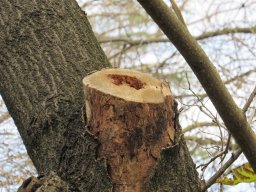 Potatura degli alberi SBAGLIATA